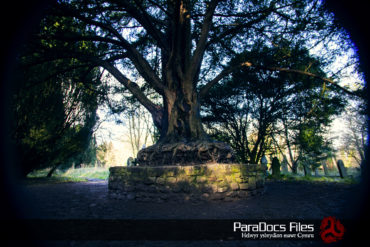 Strange Yew Tree - City of Llandaff Cemetery
