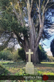 Llandaff Cemetery largest yew tree